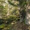 Concluyen que Aigüestortes (Lleida) agrupa la mayor cantidad y calidad de bosques maduros de España